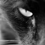 Qual o “pulo do gato” dos empresários na contratação do marketing?